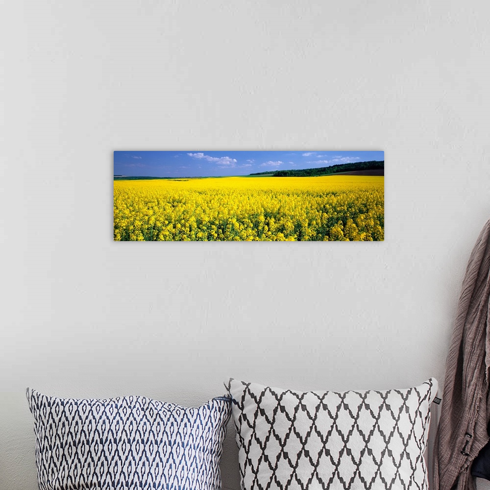 A bohemian room featuring Rapeseed Blossoms near Nancy France