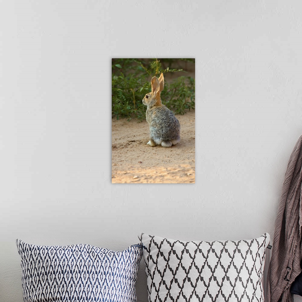 A bohemian room featuring Rear View Of Desert Cottontail Rabbit