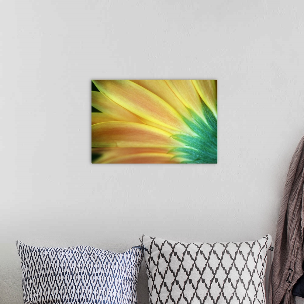 A bohemian room featuring Giant, vertical, close up photograph of the petals of an orange and golden Gerber daisy from behind.