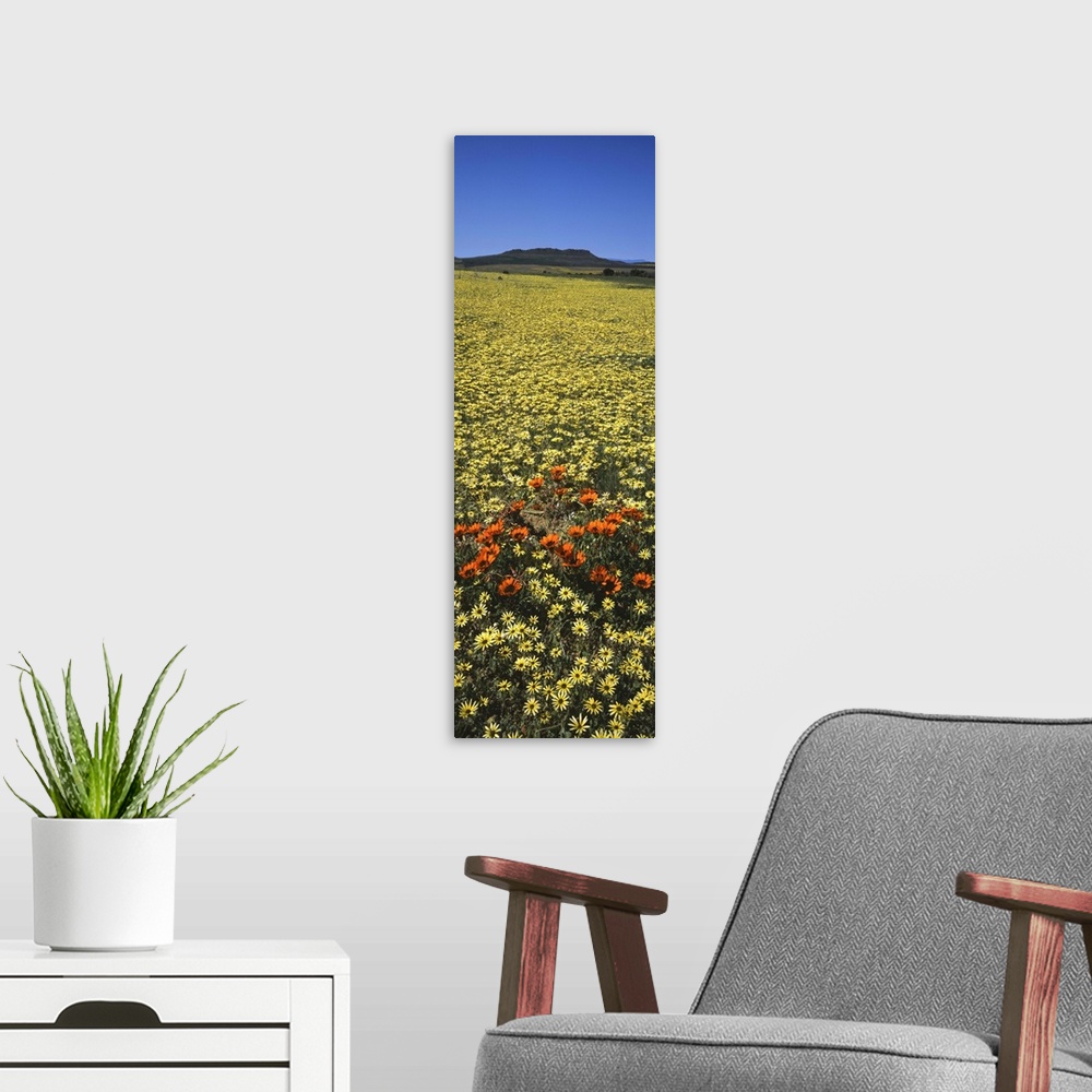 A modern room featuring Red and yellow Daisies in a field, Niewoudtville, Namaqualand, South Africa