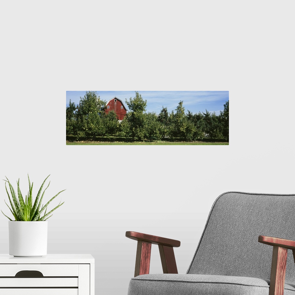 A modern room featuring Red Barn Behind Apple Trees, Grand Rapids, Michigan