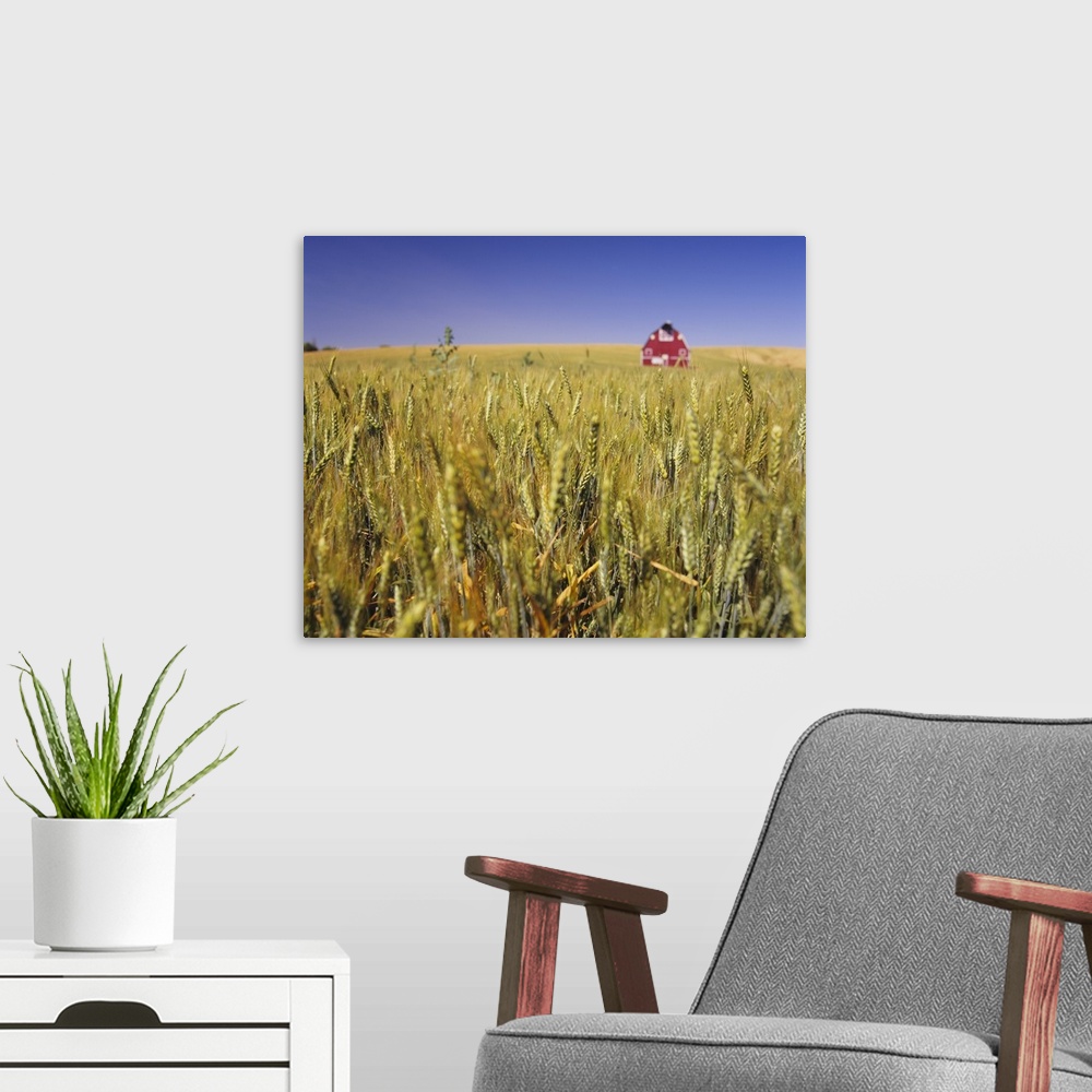 A modern room featuring Big image on canvas of a wheat field with a red barn in the middle of it viewed from the top of t...