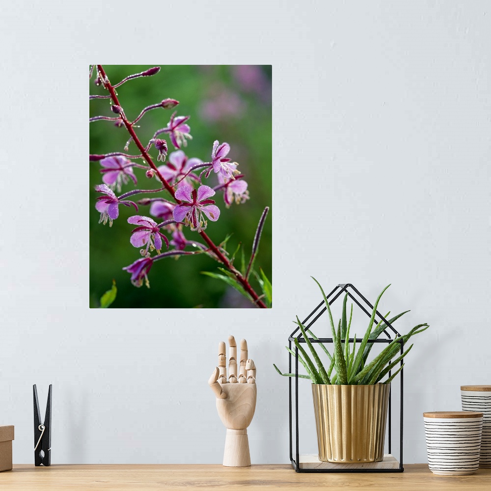 A bohemian room featuring Red Fireweed Flower In Bloom
