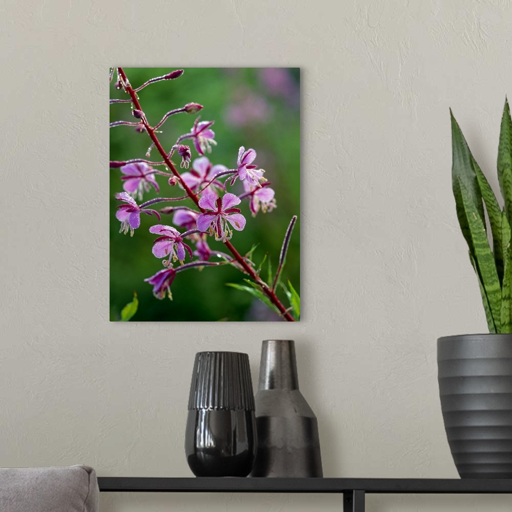 A modern room featuring Red Fireweed Flower In Bloom