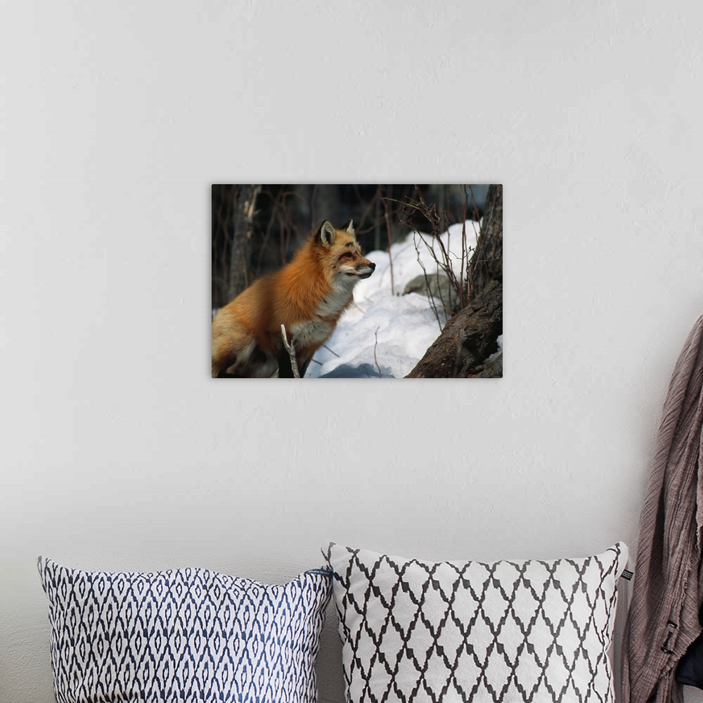 A bohemian room featuring Red fox (Vulpes vulpes) in snow, selective focus.
