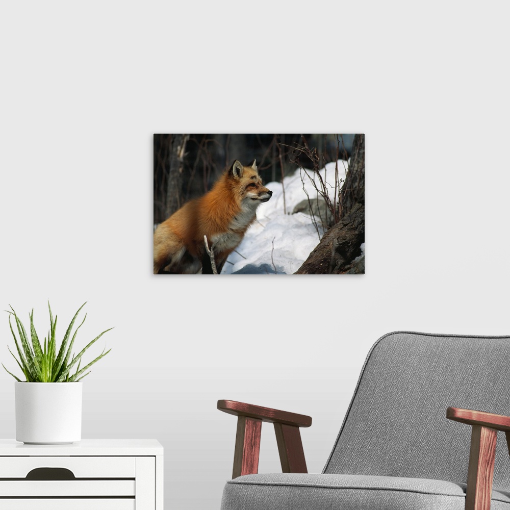A modern room featuring Red fox (Vulpes vulpes) in snow, selective focus.