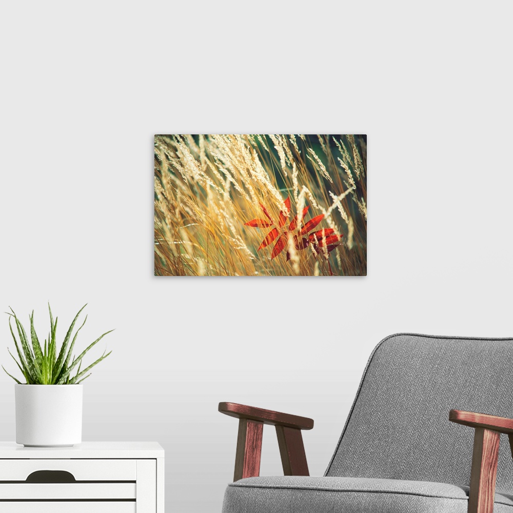 A modern room featuring Red Leaf Stuck In Grass