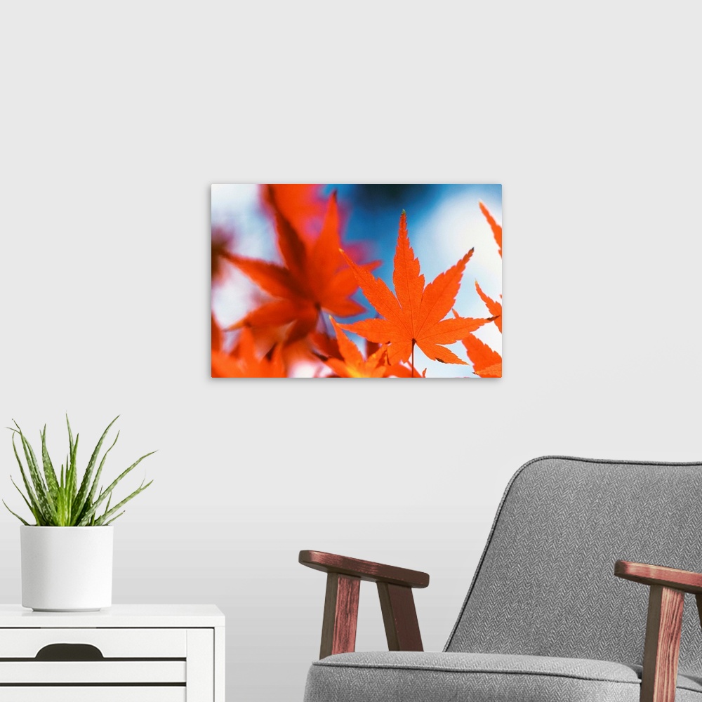 A modern room featuring Red Maple Leaves
