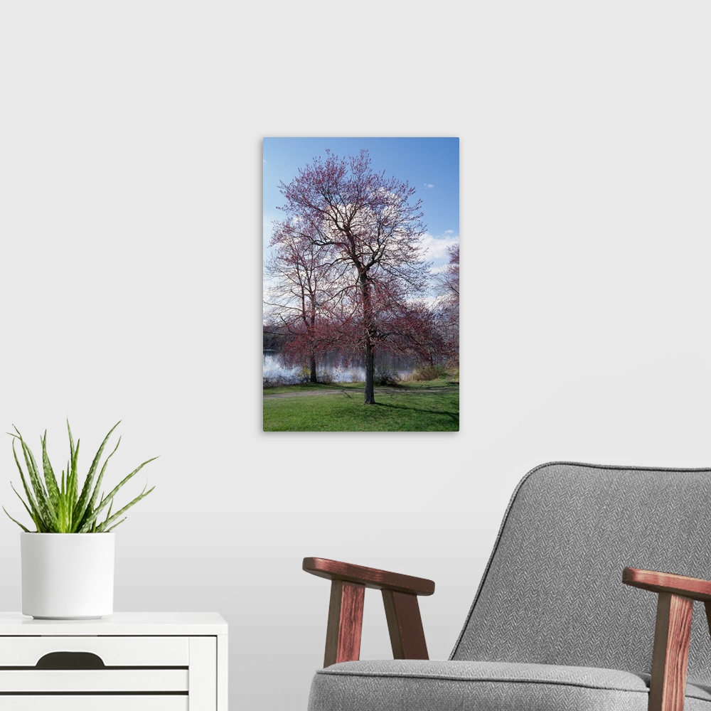 A modern room featuring Red maple tree (Acer rubrum) budding in spring, New York