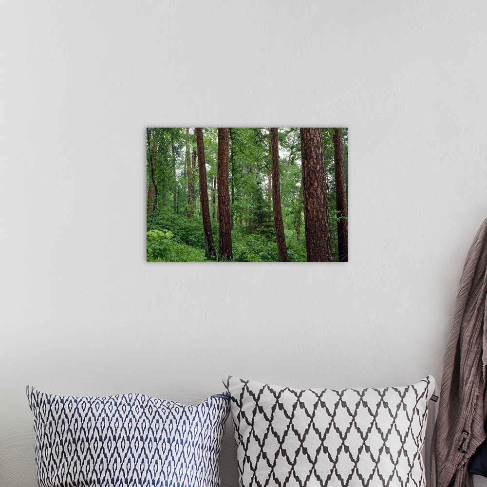 A bohemian room featuring Horizontal, big photograph of red pine trees surrounded by lush green foliage in Preachers Grove,...