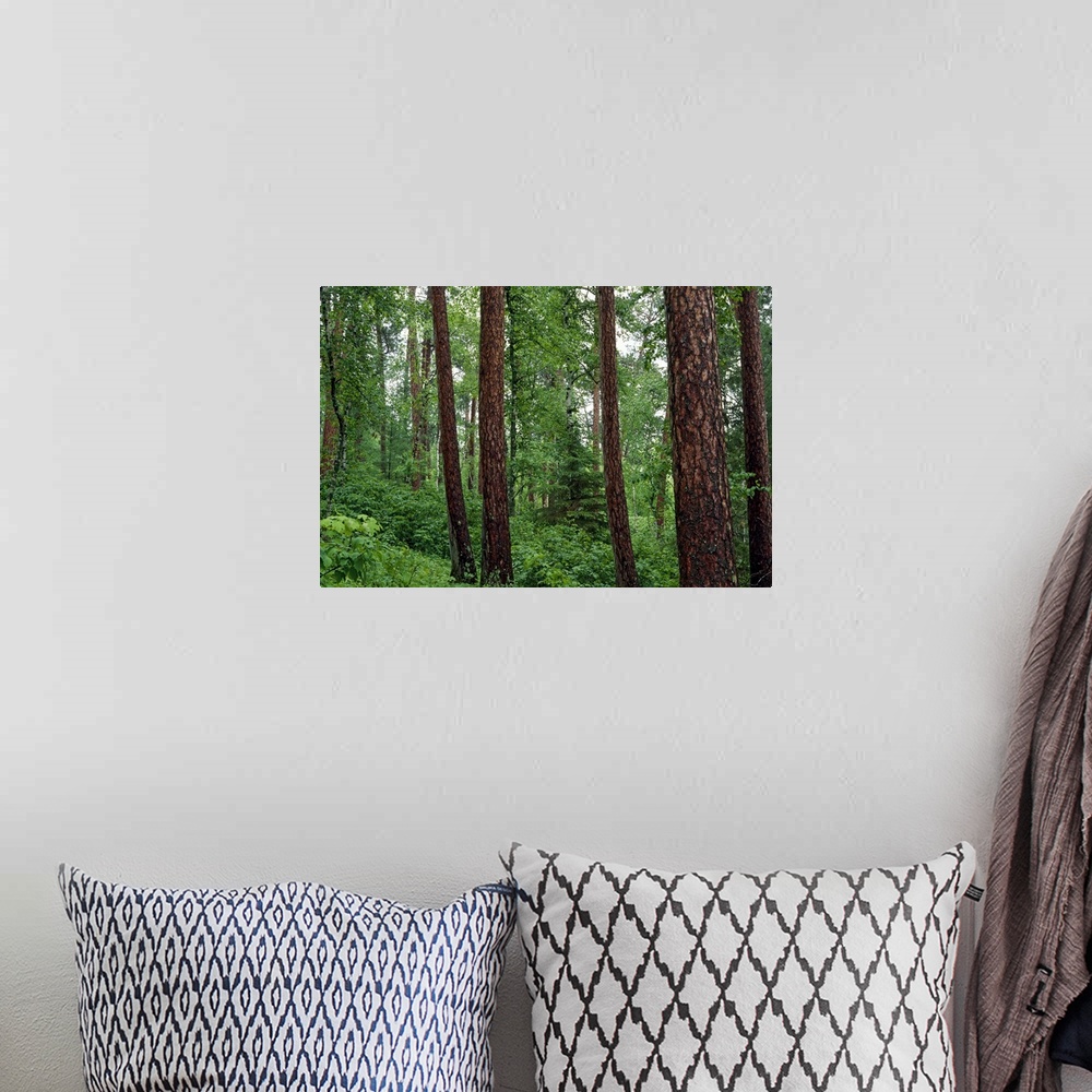 A bohemian room featuring Horizontal, big photograph of red pine trees surrounded by lush green foliage in Preachers Grove,...