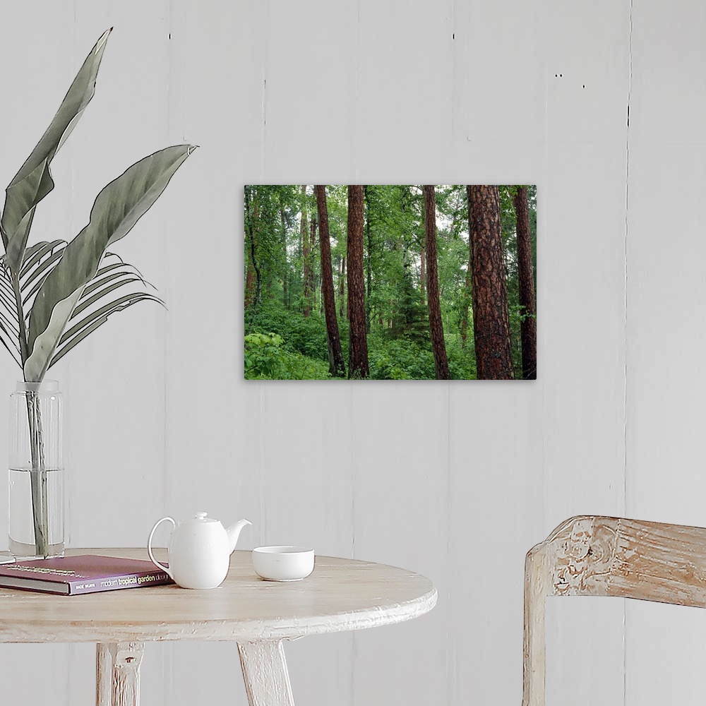 A farmhouse room featuring Horizontal, big photograph of red pine trees surrounded by lush green foliage in Preachers Grove,...