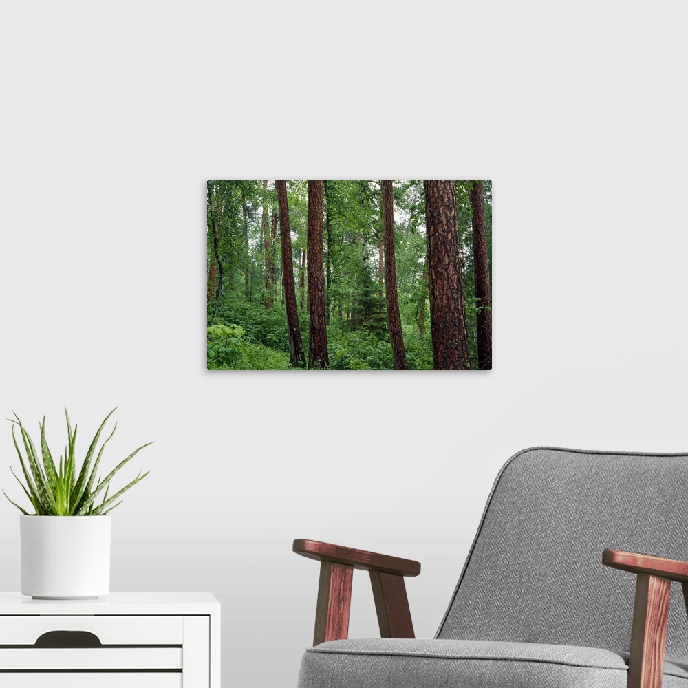 A modern room featuring Horizontal, big photograph of red pine trees surrounded by lush green foliage in Preachers Grove,...