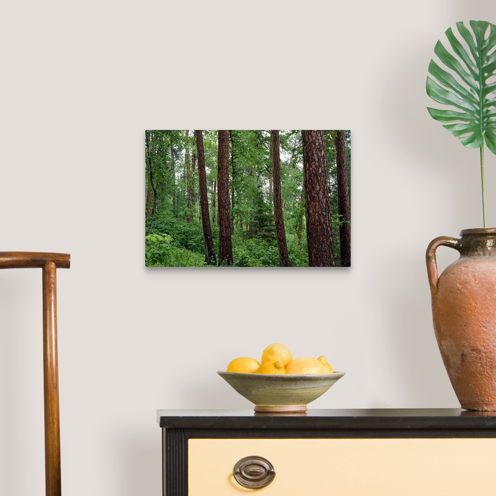 A traditional room featuring Horizontal, big photograph of red pine trees surrounded by lush green foliage in Preachers Grove,...