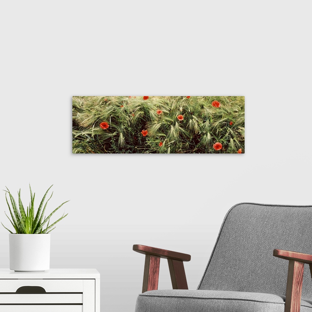 A modern room featuring Red poppies in a barley field, Baden Wurttemberg, Germany