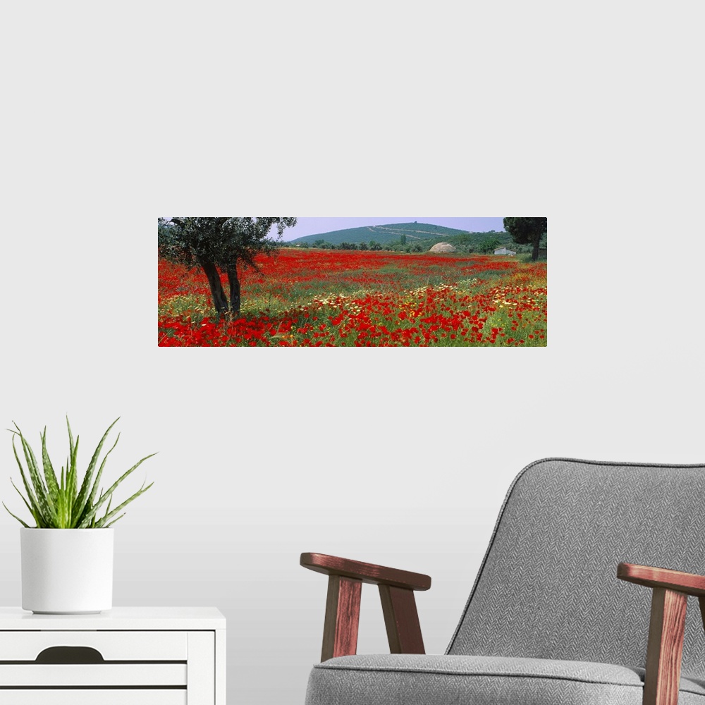 A modern room featuring A field amongst hills in an arid climate wildflowers bloom in the grass on this panoramic wall ar...