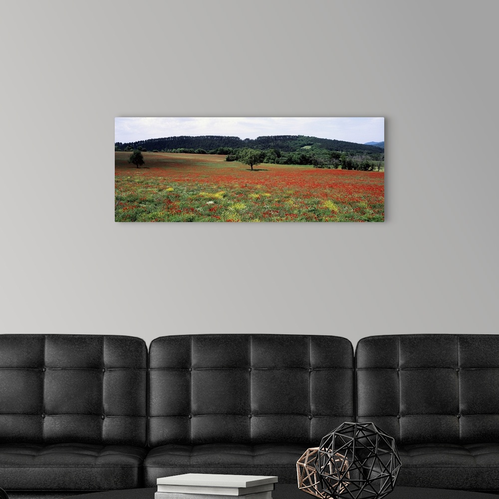 A modern room featuring Red poppies in the field, Provence, Provence-Alpes-Cote d'Azur, France