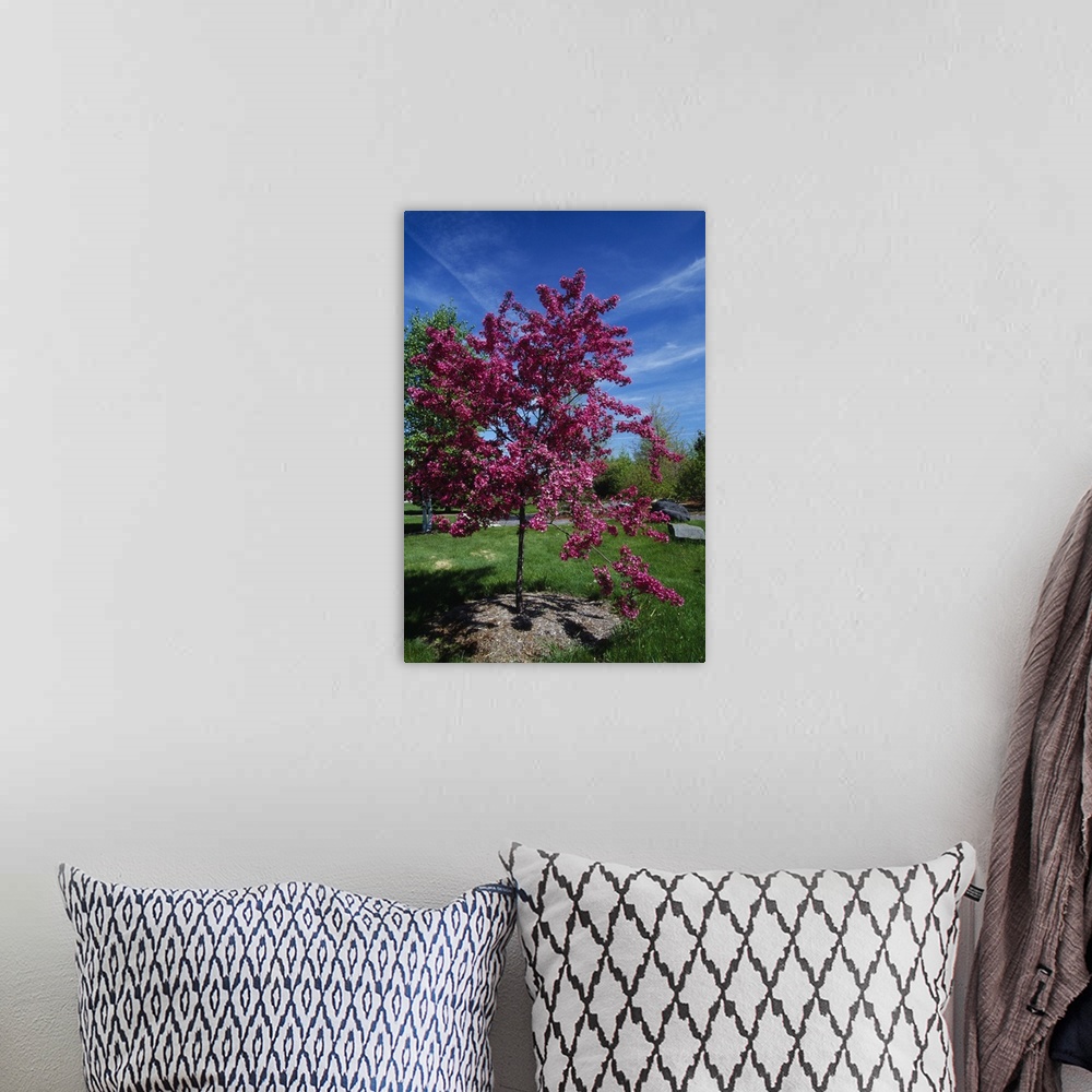 A bohemian room featuring Red prairie crabapple tree (Malus ioensis) in bloom, New York
