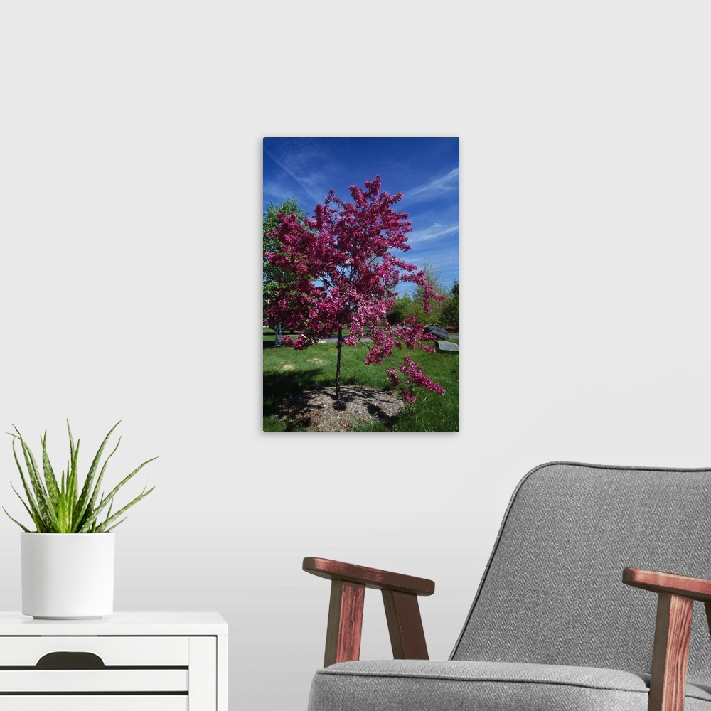 A modern room featuring Red prairie crabapple tree (Malus ioensis) in bloom, New York