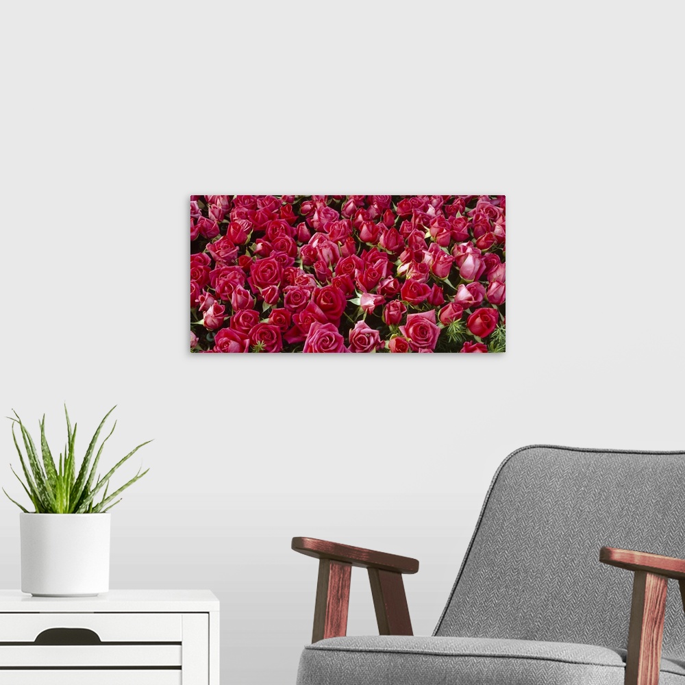A modern room featuring A multitude of dark pink flowers, many with open petals and others still in buds, giving a romant...