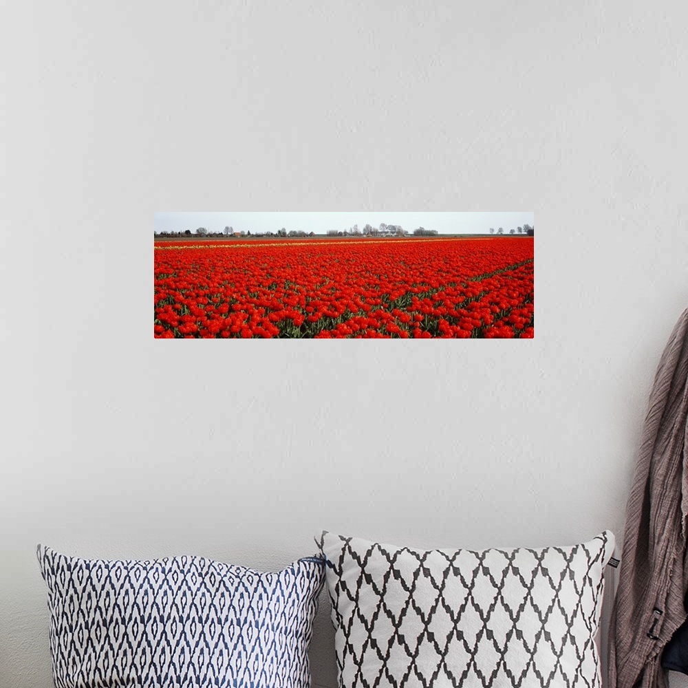 A bohemian room featuring Red Tulip Field Enkhuizen Holland region Netherlands