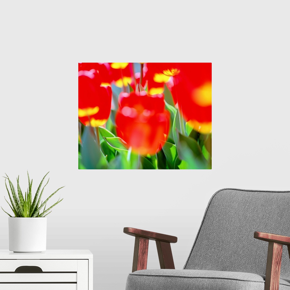A modern room featuring Red Tulips