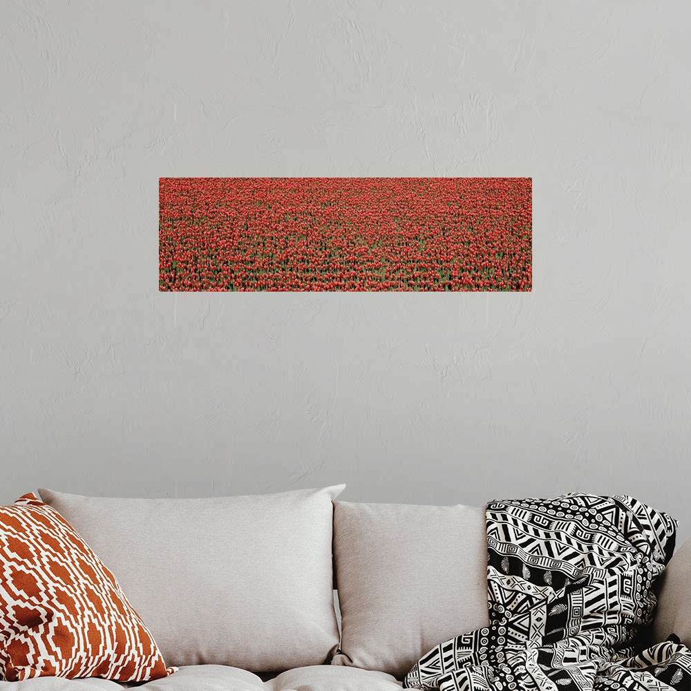 A bohemian room featuring Red Tulips in a field, Skagit Valley, Washington State