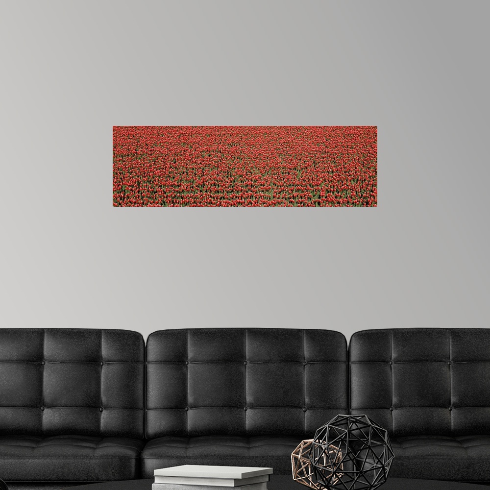 A modern room featuring Red Tulips in a field, Skagit Valley, Washington State
