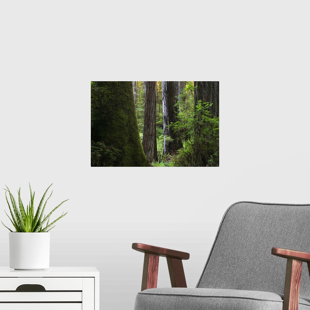 A modern room featuring Redwood forest, Prairie Creek Redwoods State Park, California