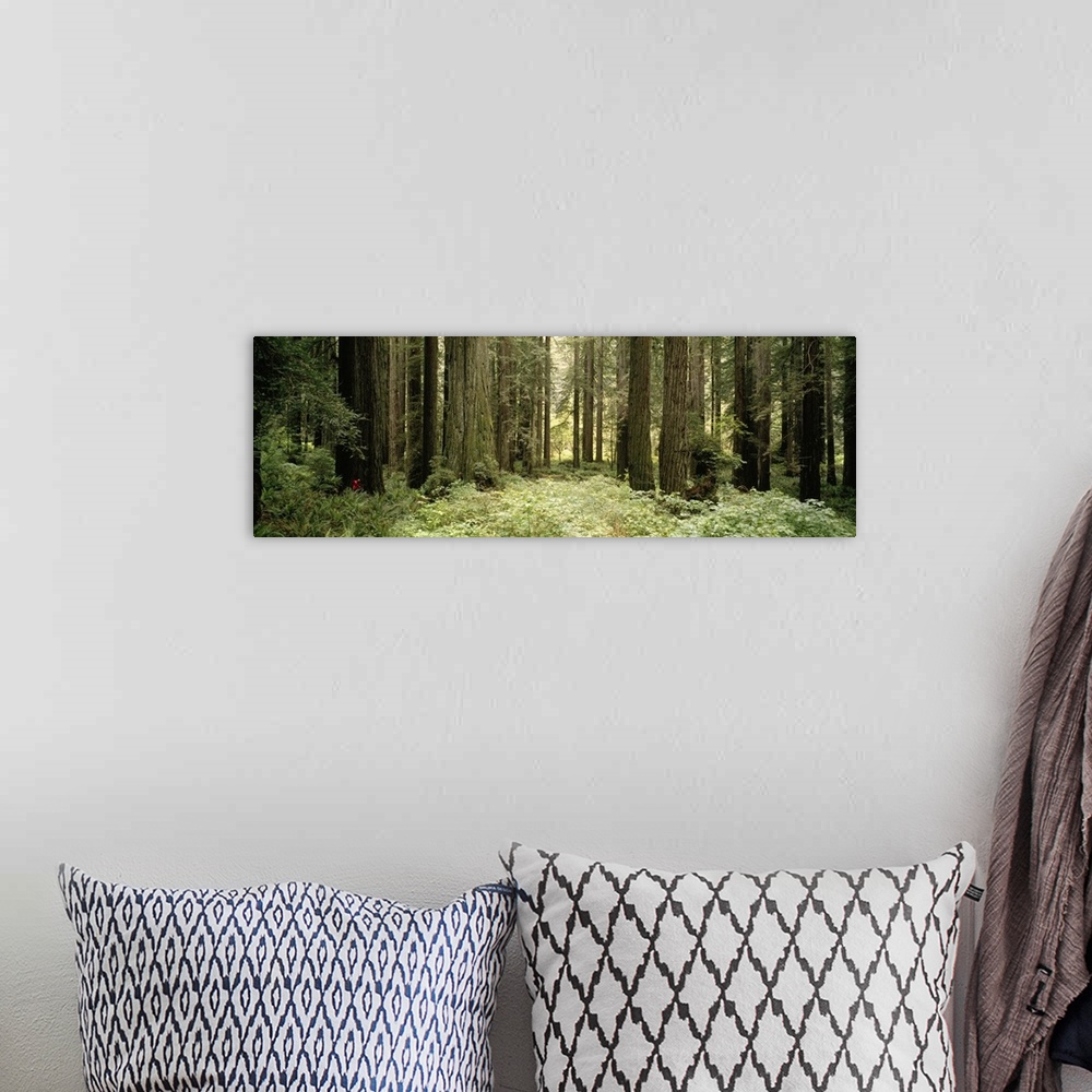 A bohemian room featuring The trunks of large redwood trees are pictured in panoramic view amongst thick brush in the forest.