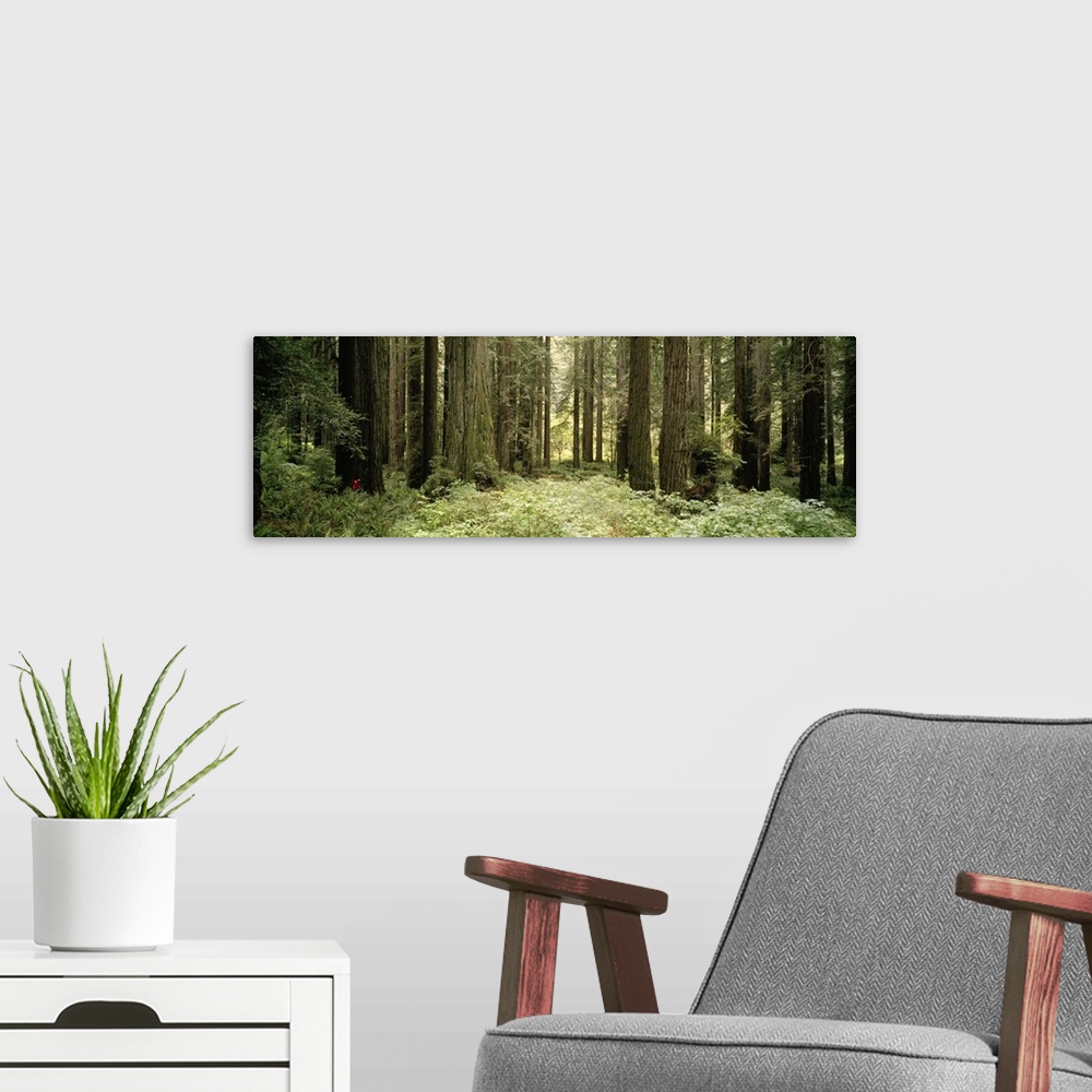 A modern room featuring The trunks of large redwood trees are pictured in panoramic view amongst thick brush in the forest.