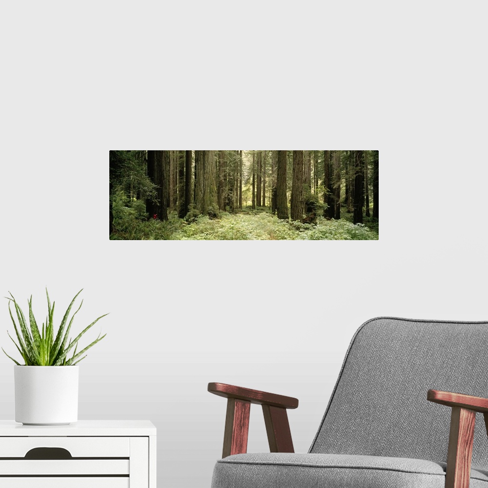 A modern room featuring The trunks of large redwood trees are pictured in panoramic view amongst thick brush in the forest.