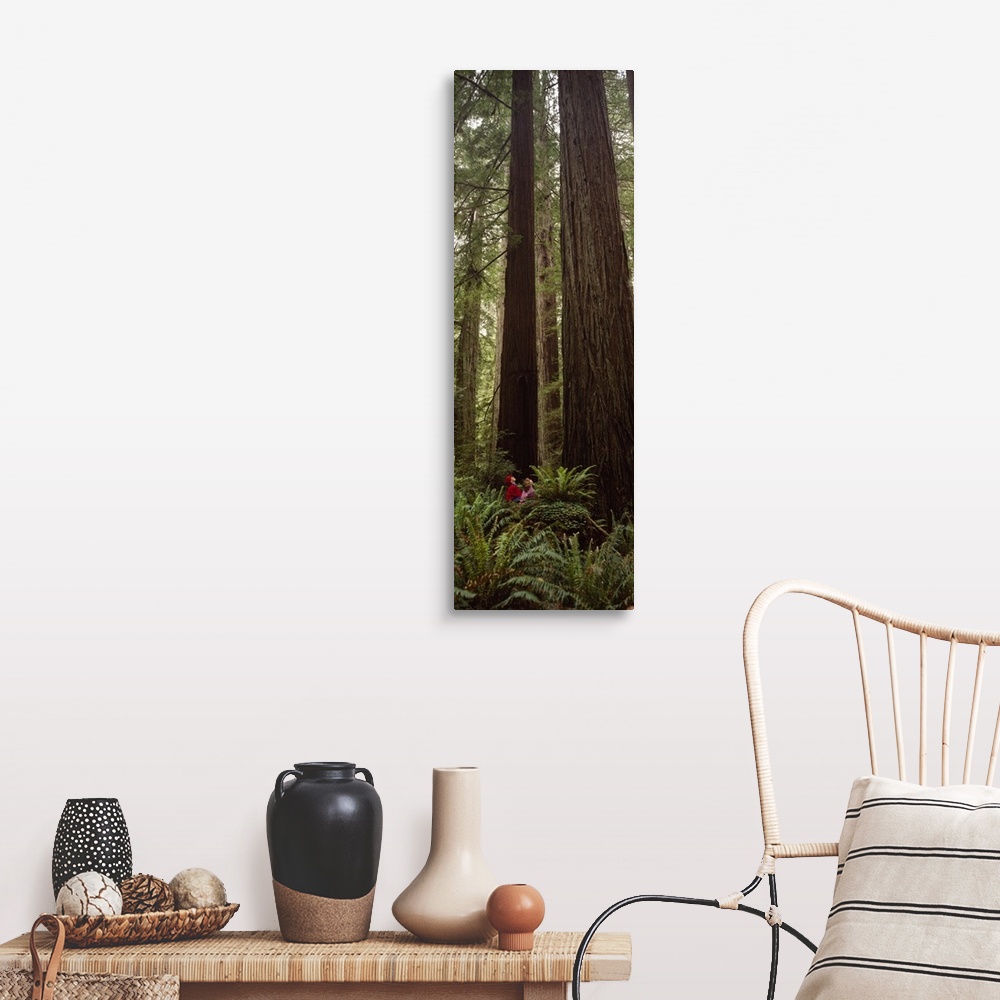 A farmhouse room featuring Redwood (Sequoia sempervirens) trees in a forest, Redwood National Park, California