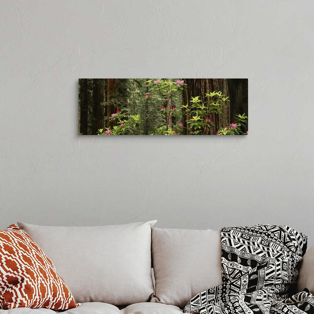 A bohemian room featuring Redwood (Sequoia sempervirens) trees with pink flowers in a forest, Redwood National Park, Califo...