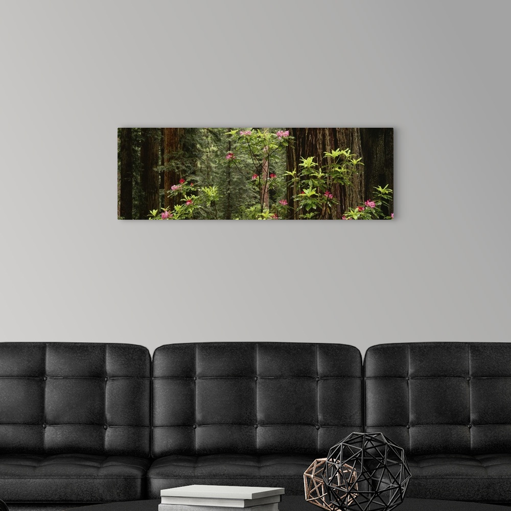 A modern room featuring Redwood (Sequoia sempervirens) trees with pink flowers in a forest, Redwood National Park, Califo...