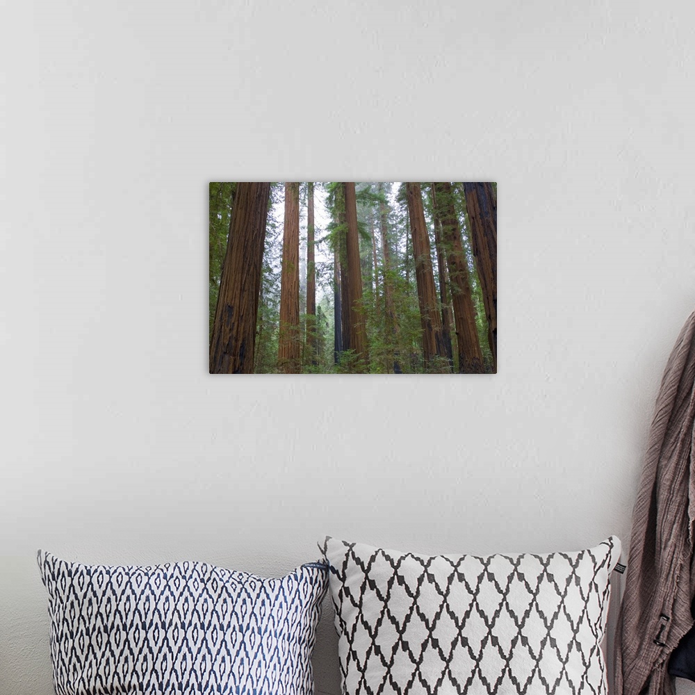 A bohemian room featuring Horizontal photograph on a large wall hanging of a dense forest of tall redwood trees surrounded ...