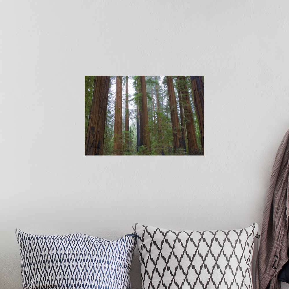 A bohemian room featuring Horizontal photograph on a large wall hanging of a dense forest of tall redwood trees surrounded ...