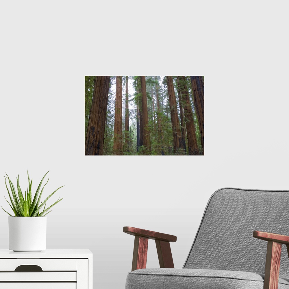A modern room featuring Horizontal photograph on a large wall hanging of a dense forest of tall redwood trees surrounded ...