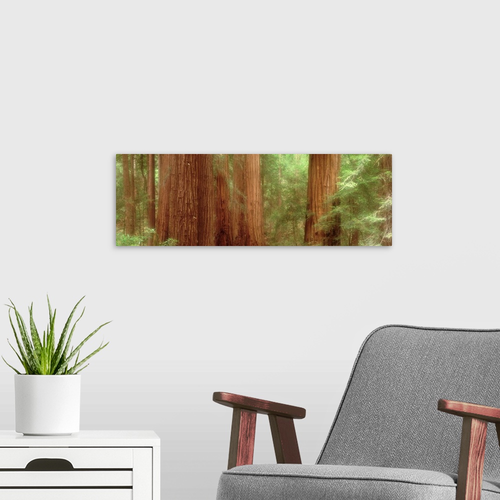 A modern room featuring Redwood Trees, Muir Woods, California