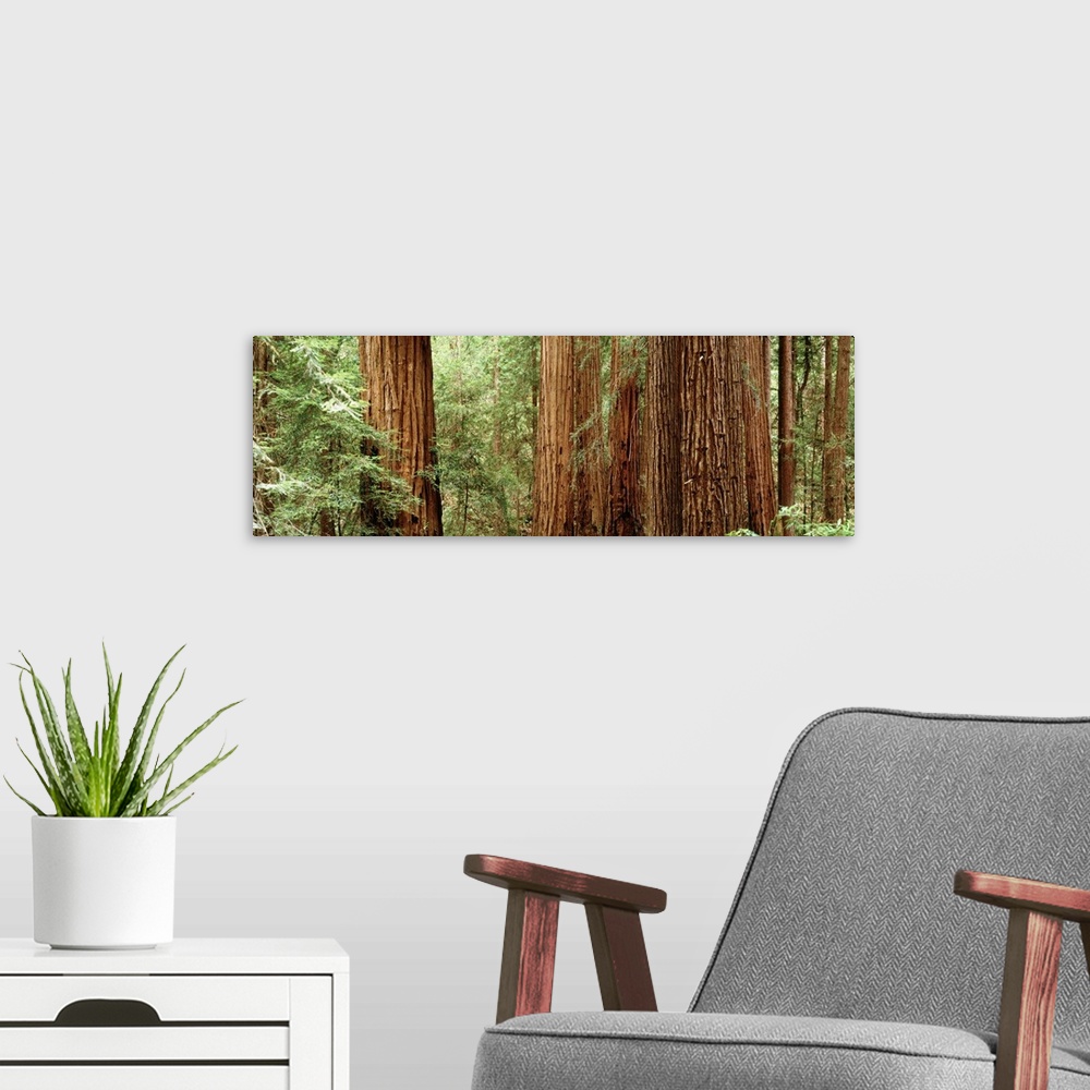 A modern room featuring Panoramic photo of the up close view of big redwood trees in California.