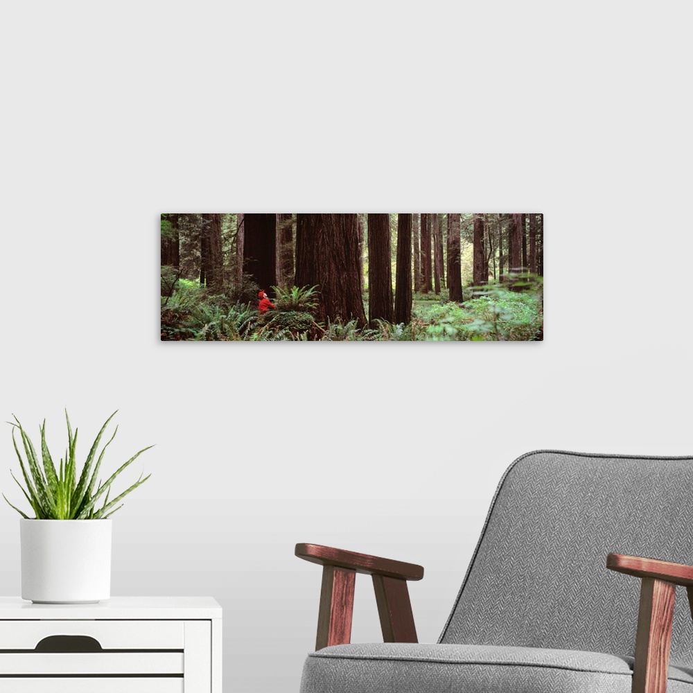 A modern room featuring Redwoods Redwood National Park CA