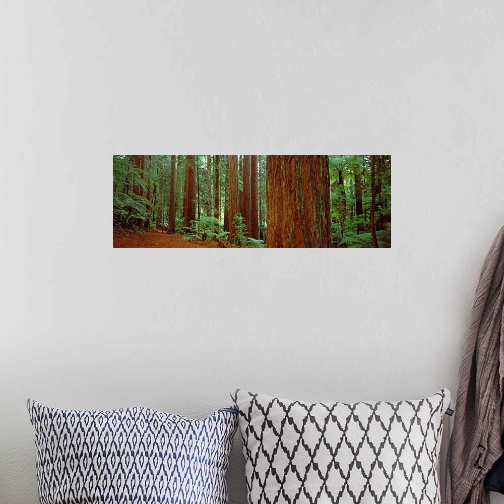A bohemian room featuring Redwoods trees, Whakarewarewa Forest, Rotorua, North Island, New Zealand