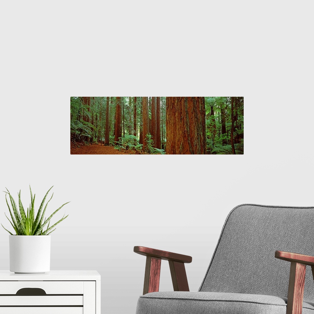 A modern room featuring Redwoods trees, Whakarewarewa Forest, Rotorua, North Island, New Zealand
