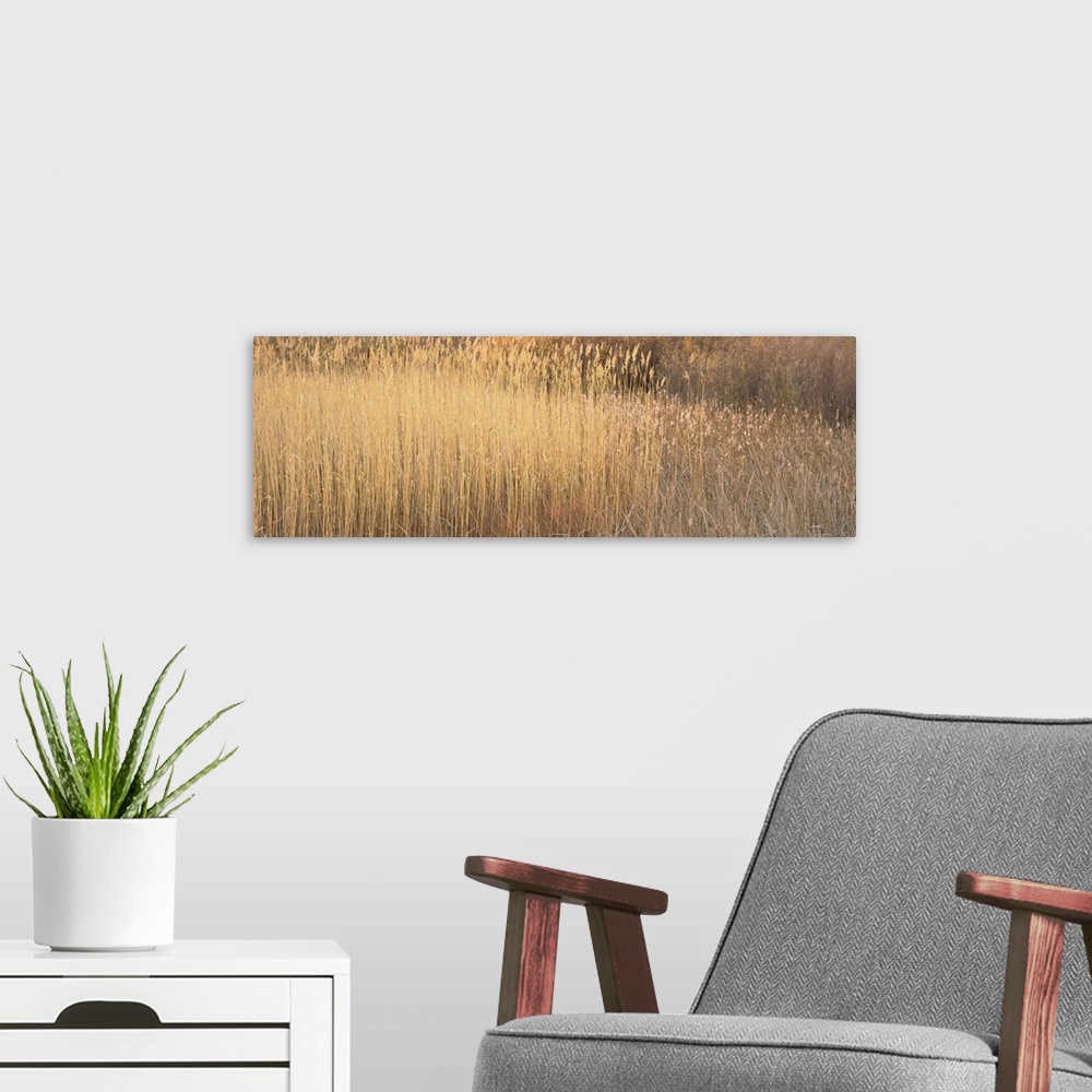 A modern room featuring A field of reeds in New Mexico's Bosque del Apache wildlife refuge. Bosque del Apache translated ...