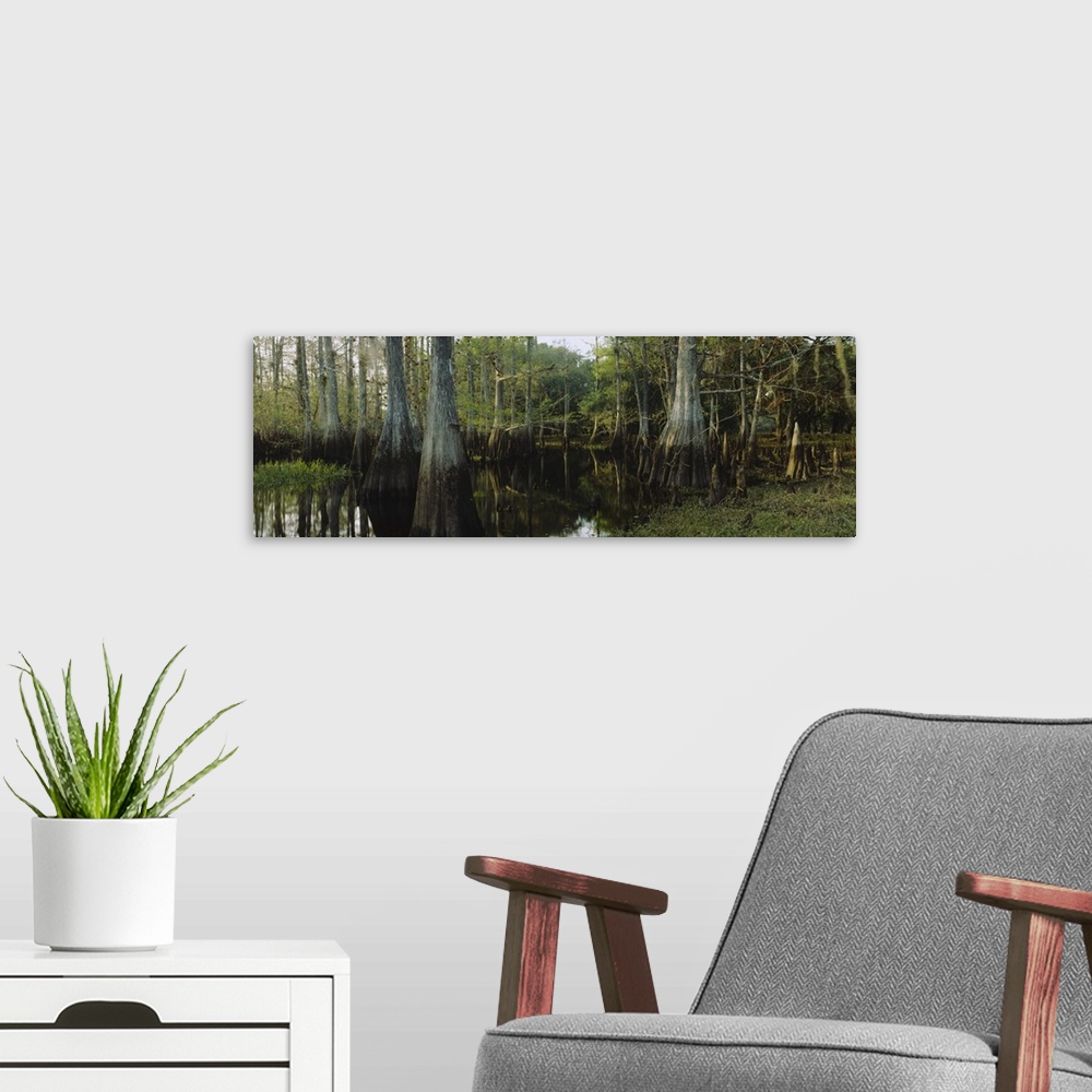 A modern room featuring Large panoramic piece of a dense forest with it's trees growing out of swamp water and their refl...