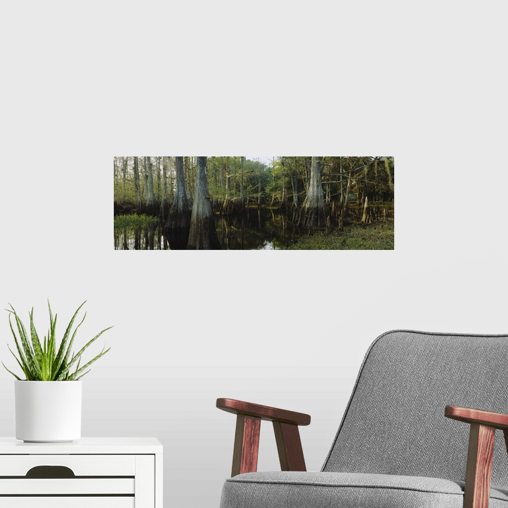 A modern room featuring Large panoramic piece of a dense forest with it's trees growing out of swamp water and their refl...