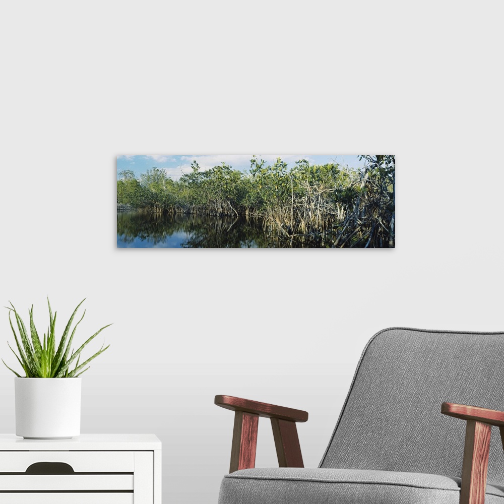 A modern room featuring Reflection of trees in water, Hells Bay Trail, Everglades National Park, Florida