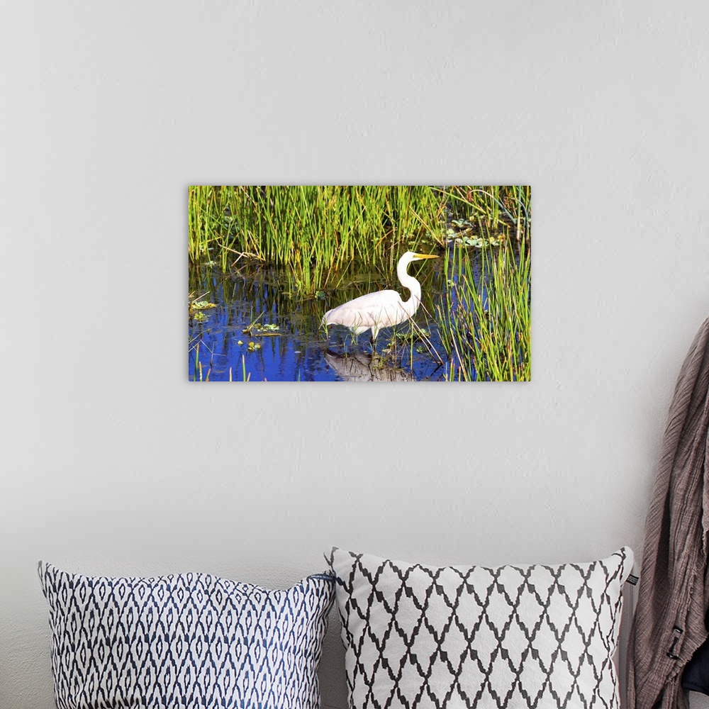 A bohemian room featuring Reflection of white crane in pond, Boynton Beach, Florida