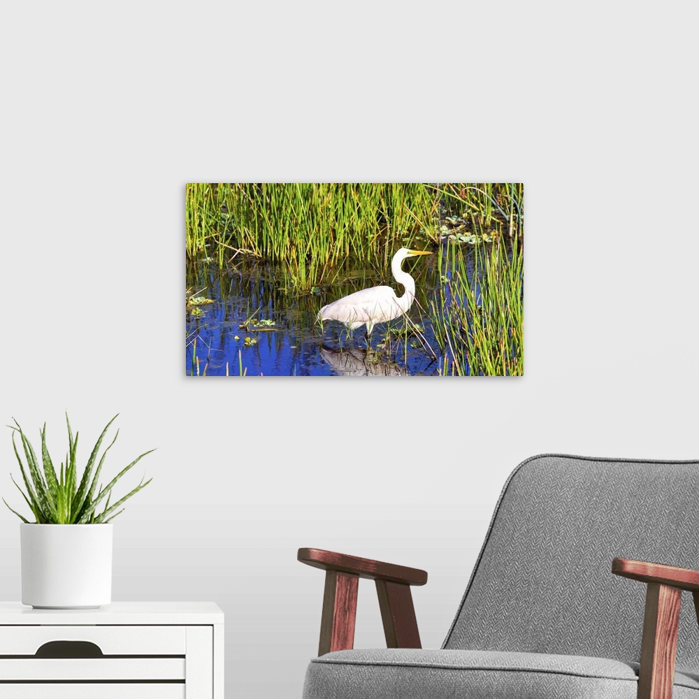 A modern room featuring Reflection of white crane in pond, Boynton Beach, Florida