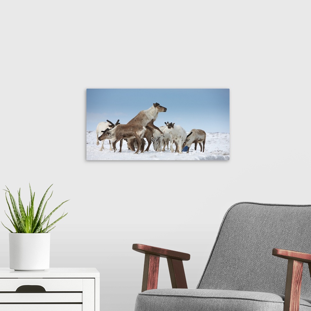 A modern room featuring Reindeers Rangifer tarandus in a snow covered field Chukotka Siberia Russia